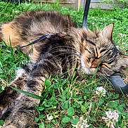 Lana participe au concours pour gagner de l'argent avec cette photo : animal, cat, closeup, clover, feline, flower, fur, grass, greenery, nature, outdoor, paw, peaceful, pet, relaxation, resting, sleeping, summer, tabby, whiskers
