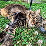 Lana participe au concours pour gagner de l'argent avec cette photo : animal, cat, closeup, clover, feline, flower, fur, grass, greenery, nature, outdoor, paw, peaceful, pet, relaxation, resting, sleeping, summer, tabby, whiskers