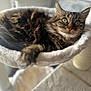 Lana a rejoint le concours — aidez-le/la à gagner de superbes lots ! animal, bed, cat, comfortable, cozy, cute, feline, fur, green_eyes, hammock, household, indoor, paw, pet, relaxed, resting, sleeping_spot, soft, tabby, whiskers