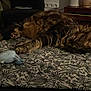 Lana participe au concours pour gagner de l'argent avec cette photo : bed, blanket, cat, cozy, domestic_animal, floral_pattern, furniture, household, indoor, mammal, nighttime, paw, pet, quiet, relaxed, rest, sleeping, stuffed_toy, tabby, whiskers