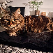 Lana a rejoint le concours — aidez-le/la à gagner de superbes lots ! animal, blanket, cat, cozy, domestic, feline, fluffy, fur, home_decor, indoor, patterned, pet, plant, relaxed, resting, soft, tabby, table, vase, whiskers