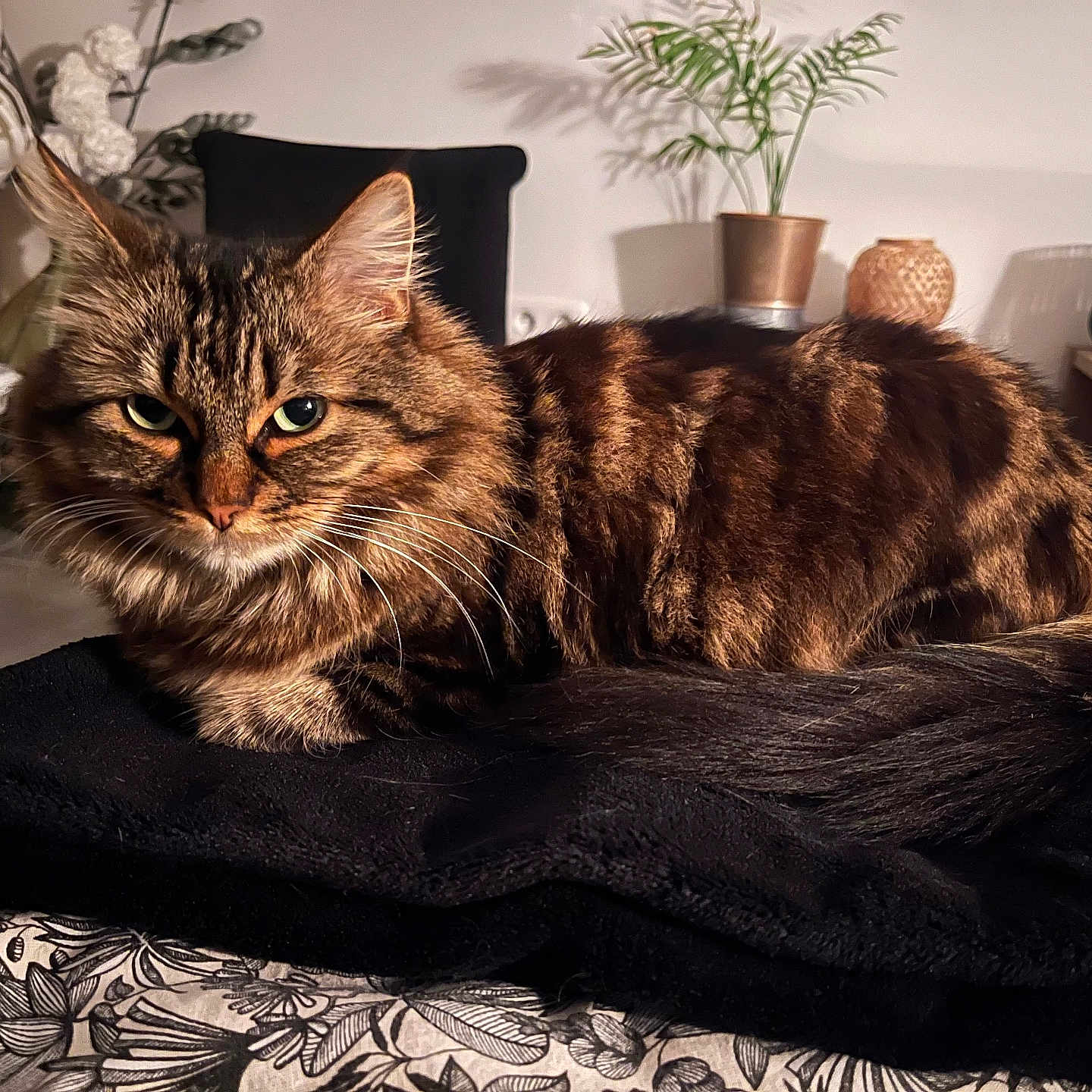 Lana a rejoint le concours — aidez-le/la à gagner de superbes lots ! animal, blanket, cat, cozy, domestic, feline, fluffy, fur, home_decor, indoor, patterned, pet, plant, relaxed, resting, soft, tabby, table, vase, whiskers