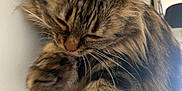 Lana participe au concours pour gagner de l'argent avec cette photo : abyssinian, angora, animal, cat, computer, computerhardware, couch, device, electronics, furniture, hardware, kitten, laptop, manx, monitor, pc, person, pet, sleeping, speaker