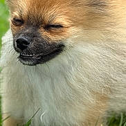 Livy joined the competition — help win amazing prizes! animal, canine, closeup, cute, dog, ears, face, fluffy, fur, grass, happy, muzzle, nature, outdoor, pet, pomeranian, portrait, small_dog, smiling, whiskers