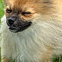 animal, canine, closeup, cute, dog, ears, face, fluffy, fur, grass, happy, muzzle, nature, outdoor, pet, pomeranian, portrait, small_dog, smiling, whiskers