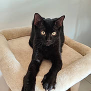 Doudou a rejoint le concours — aidez-le/la à gagner de superbes lots ! black_cat, cat, feline, pet, animal, portrait, indoors, cat_tree, beige, plush, fur, whiskers, ears, eyes, yellow_eyes, sitting, relaxed, front_view, cozy, photography