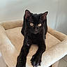 black_cat, cat, feline, pet, animal, portrait, indoors, cat_tree, beige, plush, fur, whiskers, ears, eyes, yellow_eyes, sitting, relaxed, front_view, cozy, photography