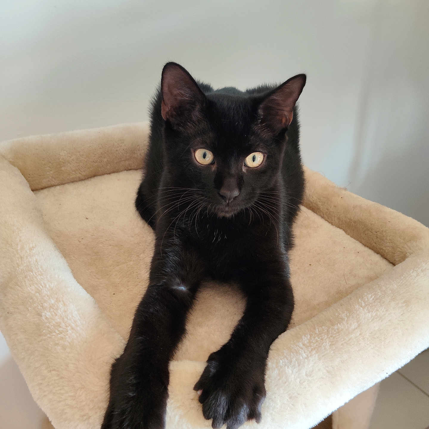 Doudou a rejoint le concours — aidez-le/la à gagner de superbes lots ! black_cat, cat, feline, pet, animal, portrait, indoors, cat_tree, beige, plush, fur, whiskers, ears, eyes, yellow_eyes, sitting, relaxed, front_view, cozy, photography