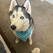Arie joined the competition — help win amazing prizes! dog, siberian_husky, blue_eyes, bandana, pet, indoor, carpet, bed, slipper, looking_up, cute, furry, animal, domestic, ears, snout, paw_prints, collar, floor, home