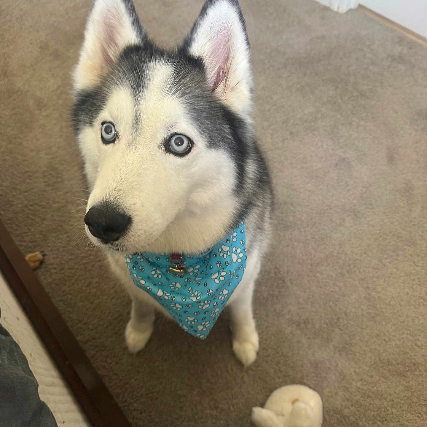 Arie joined the competition — help win amazing prizes! dog, siberian_husky, blue_eyes, bandana, pet, indoor, carpet, bed, slipper, looking_up, cute, furry, animal, domestic, ears, snout, paw_prints, collar, floor, home