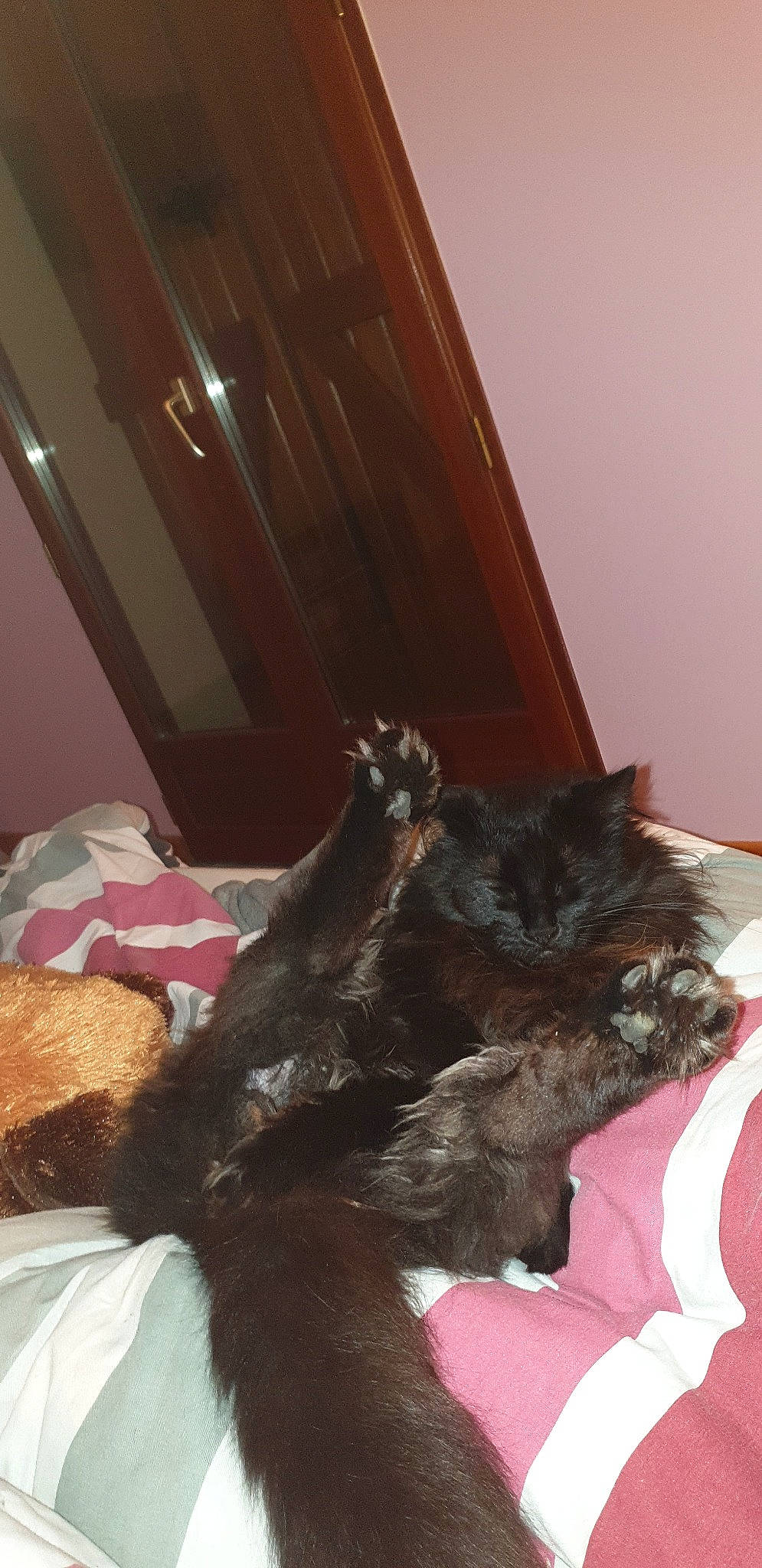 Oreo a rejoint le concours — aidez-le/la à gagner de superbes lots ! bed, canidae, carnivore, cat, dog_breed, fur, room, tail