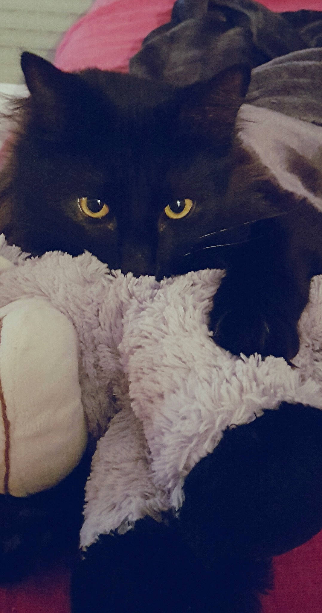 Oreo a rejoint le concours — aidez-le/la à gagner de superbes lots ! black, black_cat, british_semi_longhair, carnivore, cat, domestic_long_haired_cat, domestic_short_haired_cat, ear, eye, felidae, fur, kitten, norwegian_forest_cat, polydactyl_cat, selkirk_rex, small_to_medium_sized_cats, tail, whiskers