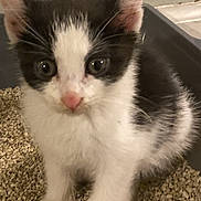 Oreo joined the competition — help win amazing prizes! animal, black_and_white, cat, curious, cute, ears, eyes, floor, fur, indoor, kitten, litter_box, looking_up, paw, pet, pink_nose, sitting, small, whiskers, young