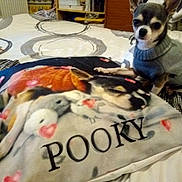 Pooky participe au concours pour gagner de l'argent avec cette photo : animal, bed, blanket, chihuahua, cozy, cute, dog, fabric, furniture, home, indoor, pet, pillow, printed_pillow, resting, room, sleeping_dog_image, small_dog, sweater, text