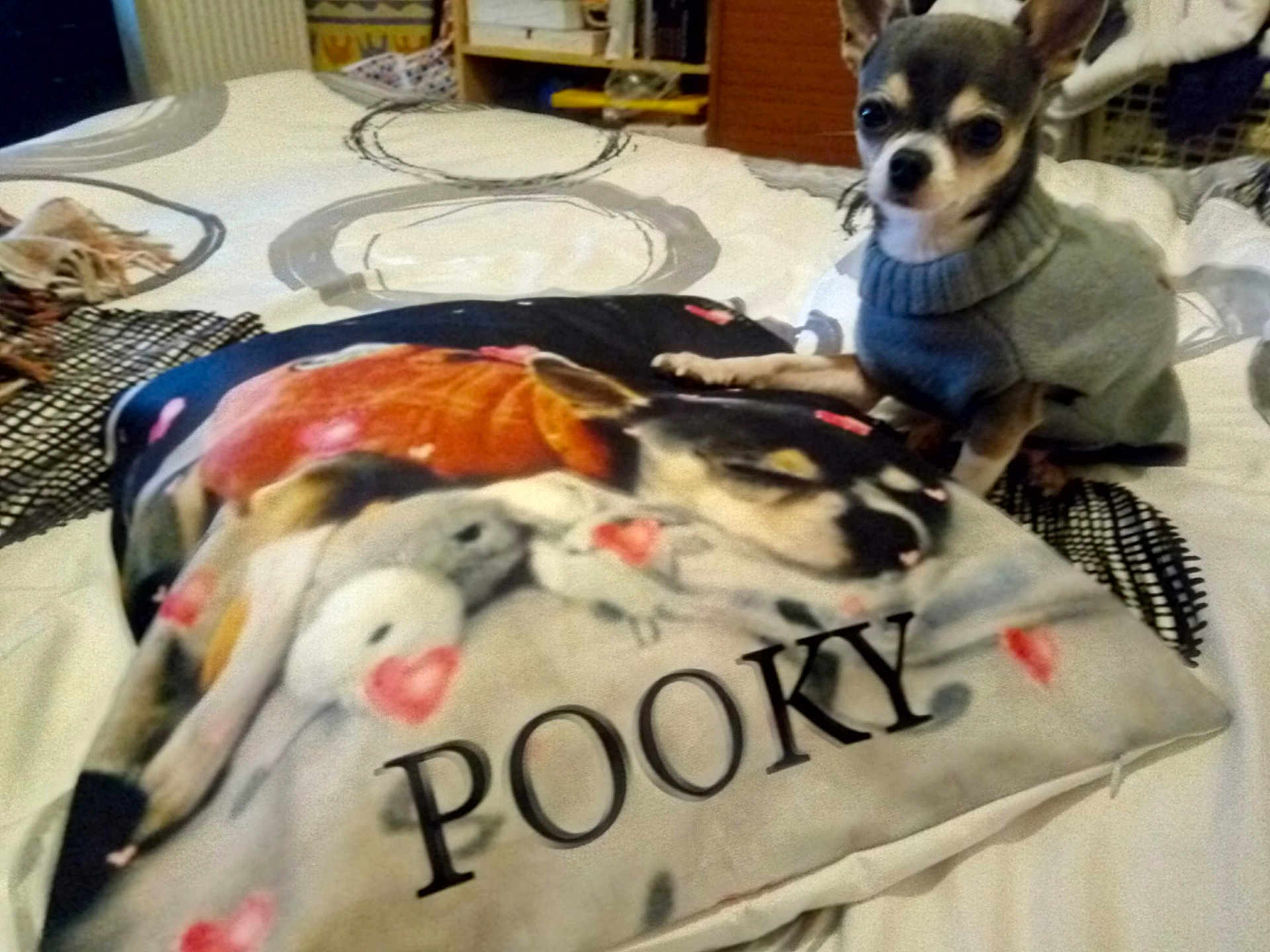 Pooky