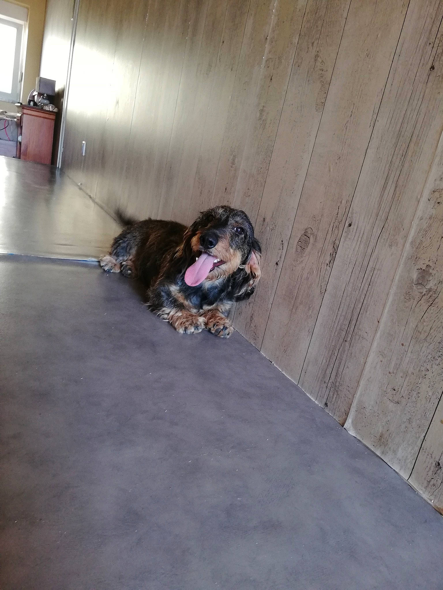 Noisette a rejoint le concours — aidez-le/la à gagner de superbes lots ! canidae, carnivore, dog, dog_breed, fawn, floor, flooring, hardwood, sporting_group, wood