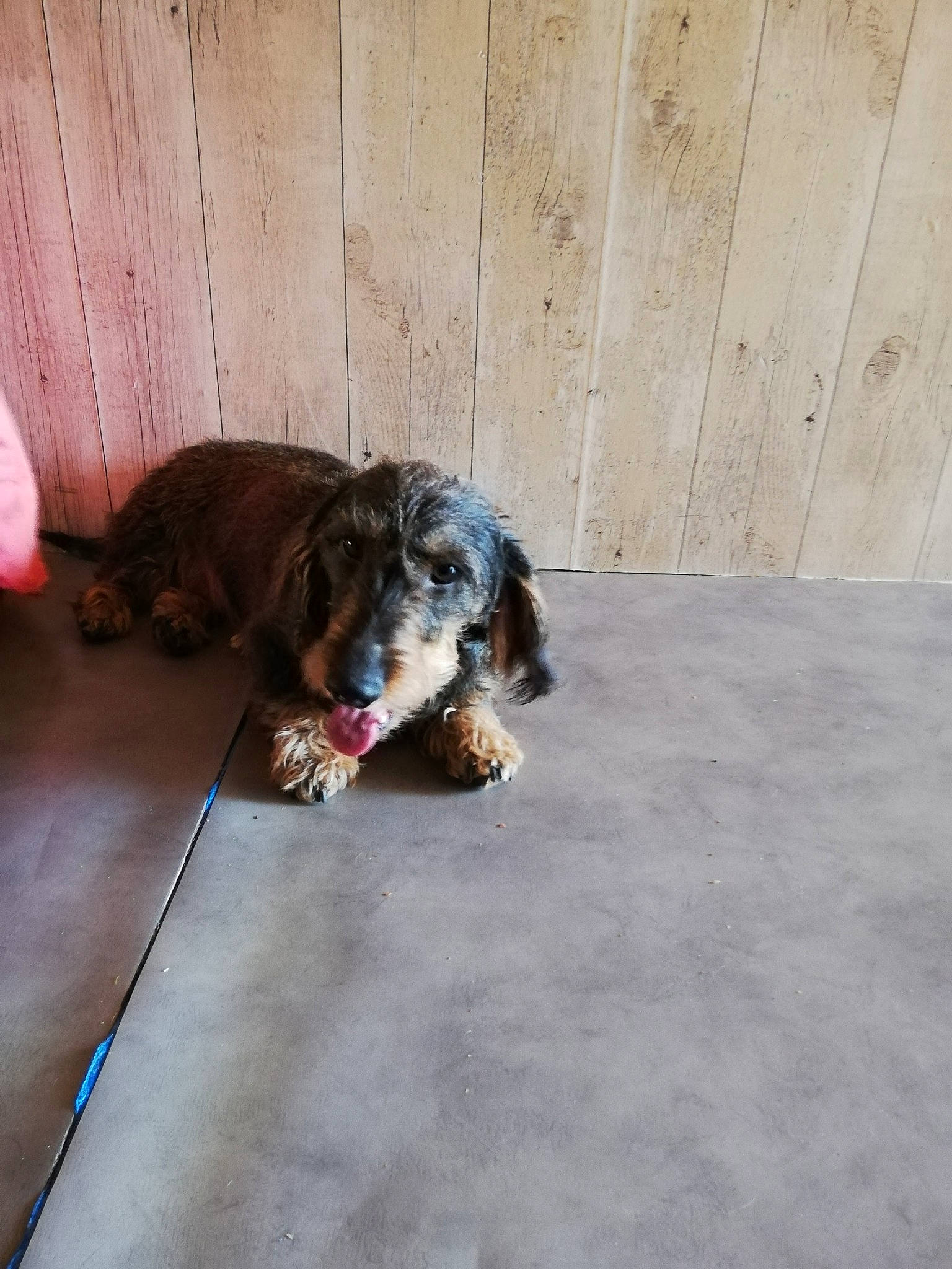 Noisette a rejoint le concours — aidez-le/la à gagner de superbes lots ! canidae, carnivore, dog, dog_breed, fawn, floor, flooring, mammal, puppy, snout, spaniel, sporting_group