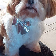 Helliot a rejoint le concours — aidez-le/la à gagner de superbes lots ! adorable, animal, bow_tie, brown_and_white, companion, curious, cute, dog, domestic_animal, flooring, fluffy, furniture, household, indoor, looking_up, pet, portrait, sitting, small_dog, tile_floor