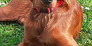 Rubis participe au concours pour gagner de l'argent avec cette photo : dog, puppy, golden_retriever, grass, outdoor, flower, daisy, collar, pet, animal, canine, nature, greenery, summer, relaxed, lying_down, young_dog, fur, muzzle, ears