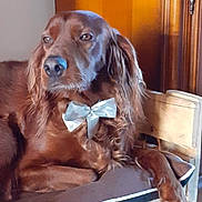 Rubis participe au concours pour gagner de l'argent avec cette photo : animal, bow_tie, brown_dog, calm, canine, companion, cute, dog, domestic_animal, furniture, household, indoor, long_hair, mammal, paw, pet_bed, portrait, relaxed, resting, wooden_bed