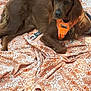Rubis a rejoint le concours — aidez-le/la à gagner de superbes lots ! dog, brown_dog, orange_harness, blanket, patterned_blanket, grass, outdoor, pet, canine, resting, lying_down, fur, animal, nature, daylight, closeup, mammal, companion, calm, leash