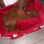 Rubis a rejoint le concours — aidez-le/la à gagner de superbes lots ! puppy, dog, pet, brown, dog_bed, indoor, floor, wood_floor, holiday_theme, red_bed, toy, cute, animal, canine, resting, looking_up, young_dog, domestic_animal, cozy, home