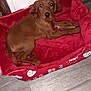 puppy, dog, pet, brown, dog_bed, indoor, floor, wood_floor, holiday_theme, red_bed, toy, cute, animal, canine, resting, looking_up, young_dog, domestic_animal, cozy, home