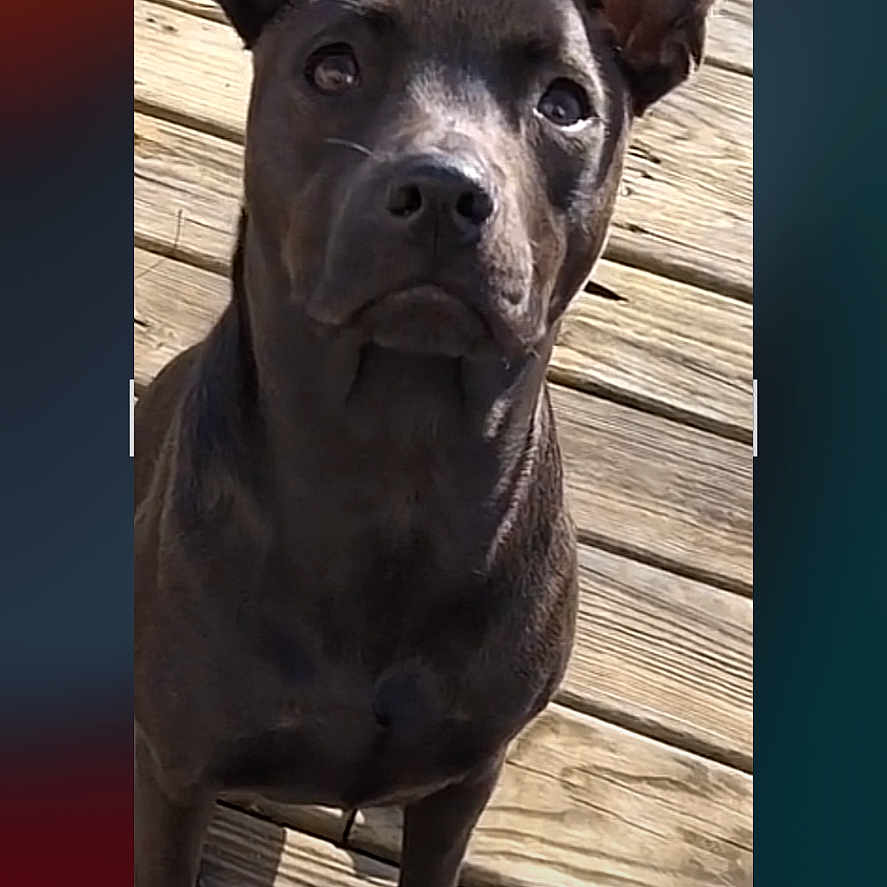 Lainey J is registered to the contest to win money with this photo: dog, black_dog, pet, animal, wooden_deck, outdoor, ears, fur, portrait, looking_up, canine, sunlight, shadow, phone_screen, crop_interface, mobile_ui, attention, sitting, domestic_animal, friendly