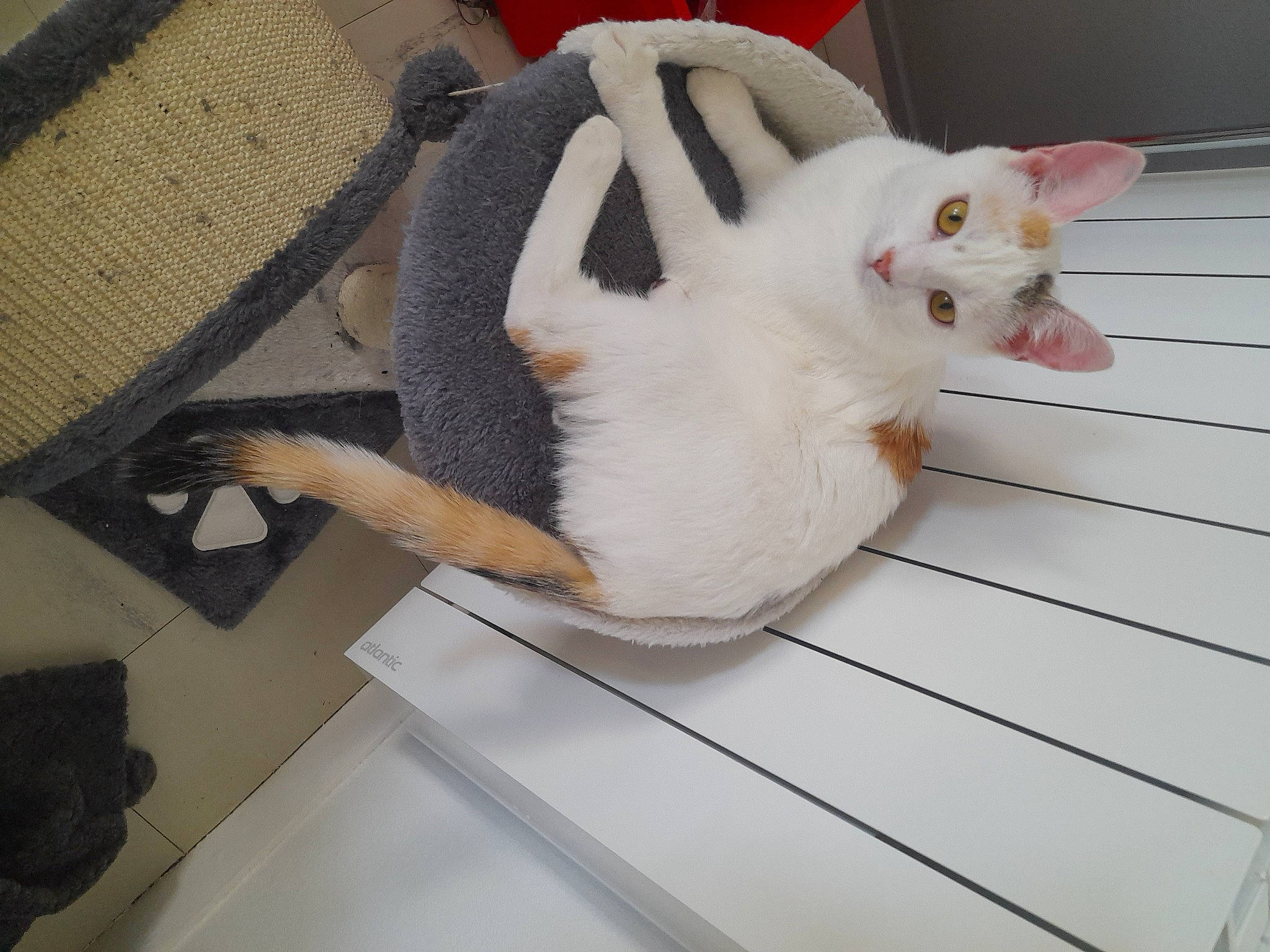 Izéa participe au concours pour gagner de l'argent avec cette photo : bag, carnivore, cat, comfort, domestic_short_haired_cat, fawn, felidae, flooring, fur, hardwood, luggage_and_bags, paw, pet_supply, room, small_to_medium_sized_cats, snout, stairs, tail, whiskers, wood