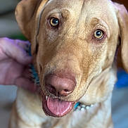 Chunk. Chunky joined the competition — help win amazing prizes! animal, canine, closeup, collar, companion, cute, dog, domestic_animal, eyes, face, friendly, fur, golden, hand, happy, indoor, mammal, pet, portrait, tongue