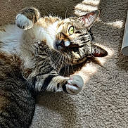 Coraline joined the competition — help win amazing prizes! animal, carpet, cat, closeup, cute, domestic, fur, green_eyes, indoor, mammal, paw, pet, playful, relaxed, resting, shadow, striped, sunlight, tabby, whiskers