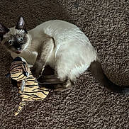 Lexi joined the competition — help win amazing prizes! cat, siamese_cat, toy, plush_toy, carpet, brown_carpet, wide_eyes, surprised_expression, pet, animal, indoor, feline, clawing, playful, cute, domestic_cat, fur, tail, whiskers, ears