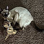 cat, siamese_cat, toy, plush_toy, carpet, brown_carpet, wide_eyes, surprised_expression, pet, animal, indoor, feline, clawing, playful, cute, domestic_cat, fur, tail, whiskers, ears