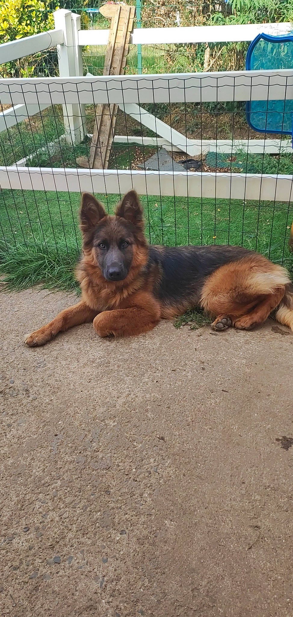 Briana participe au concours pour gagner de l'argent avec cette photo : animal_shelter, canidae, carnivore, companion_dog, dog, dog_breed, dog_supply, fawn, fence, german_shepherd_dog, grass, king_shepherd, liver, mesh, old_german_shepherd_dog, plant, snout, sporting_group, terrestrial_animal, wire_fencing
