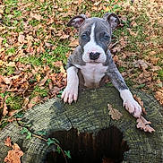 Arrow participe au concours pour gagner de l'argent avec cette photo : puppy, dog, young_dog, tree_stump, autumn_leaves, outdoor, nature, grass, curious, brown, white, ears, paws, close_up, animal, cute, playful, fall, wood, leaf