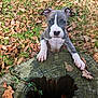 puppy, dog, young_dog, tree_stump, autumn_leaves, outdoor, nature, grass, curious, brown, white, ears, paws, close_up, animal, cute, playful, fall, wood, leaf