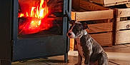 Arrow participe au concours pour gagner de l'argent avec cette photo : puppy, dog, fireplace, wood_stove, fire, indoor, tile_floor, wooden_crates, warmth, pet, cozy, animal, sitting, brown_and_white, home, floor, relaxing, hearth, rustic, domestic
