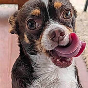 Rocky joined the competition — help win amazing prizes! animal, black, brown, close_up, cute, dog, expression, eyes, face, fur, indoor, licking, mouth, nose, pet, small_dog, tongue_out, tricolor, whiskers, white