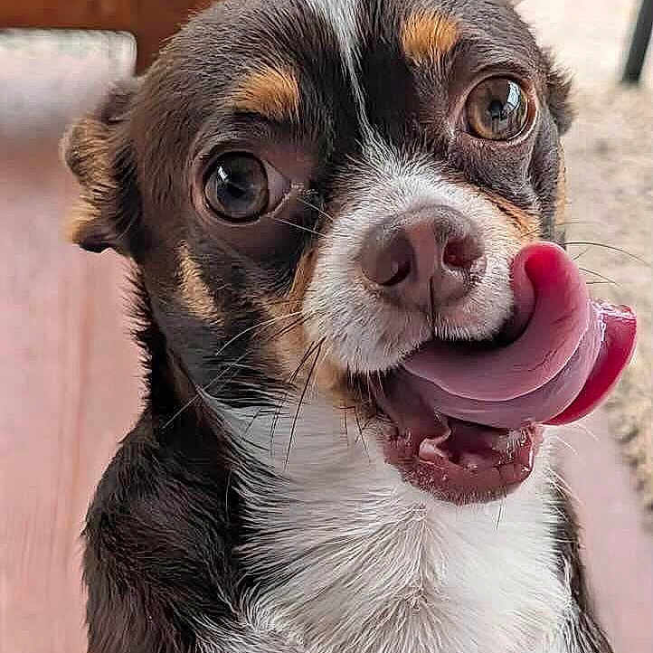 Rocky