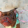 dog, bulldog, close_up, brown, teal_harness, leash, sand, paw_prints, pet, cute, outdoor, animal, canine, playful, expression, face, snout, ears, standing, daylight