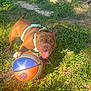Dozy joined the competition — help win amazing prizes! animal, basketball, brown_dog, closeup, concrete_step, daylight, dog, fun, grass, greenery, happy, harness, outdoor, pet, playful, sport, summer, sunlight, tongue_out, yard