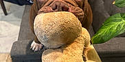 Dozy joined the competition — help win amazing prizes! dog, bulldog, plush_toy, living_room, person, couch, cat, plant, floor, indoor, pet, brown_dog, close_up, animal, furniture, relaxing, toy, household, companion, cozy