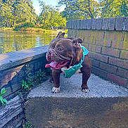 Dozy is registered to the contest to win money with this photo: animal, brick_wall, bulldog, canine, concrete, daytime, dog, greenery, happy, harness, nature, outdoor, park, pet, pond, summer, sunlight, tongue_out, trees, water