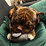 dog, brown_dog, wrinkles, puppy, toy, plush_toy, cushion, green_cushion, sofa, indoor, pet, sleeping, cute, paw, snuggling, relaxed, animal, companion, cozy, resting
