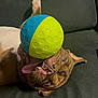 dog, ball, tongue, playful, couch, blanket, pet, indoor, brown_dog, white_belly, toy, happy, canine, relaxed, lying_down, chewing, home, fun, close_up, texture