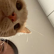 Dulce joined the competition — help win amazing prizes! cat, orange_cat, close_up, face, whiskers, person, hair, ceiling, indoor, curious, blur, pet, animal, eye, nose, whisker, skin, head, looking, light