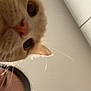 cat, orange_cat, close_up, face, whiskers, person, hair, ceiling, indoor, curious, blur, pet, animal, eye, nose, whisker, skin, head, looking, light