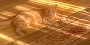 Dulce joined the competition — help win amazing prizes! cat, orange_tabby, sunlight, wooden_floor, rug, indoor, furniture, chair_legs, striped_light, pet, relaxed, home, cozy, animal, laying_down, domestic_cat, flooring, patterned_rug, warm_light, quiet