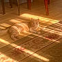 cat, orange_tabby, sunlight, wooden_floor, rug, indoor, furniture, chair_legs, striped_light, pet, relaxed, home, cozy, animal, laying_down, domestic_cat, flooring, patterned_rug, warm_light, quiet