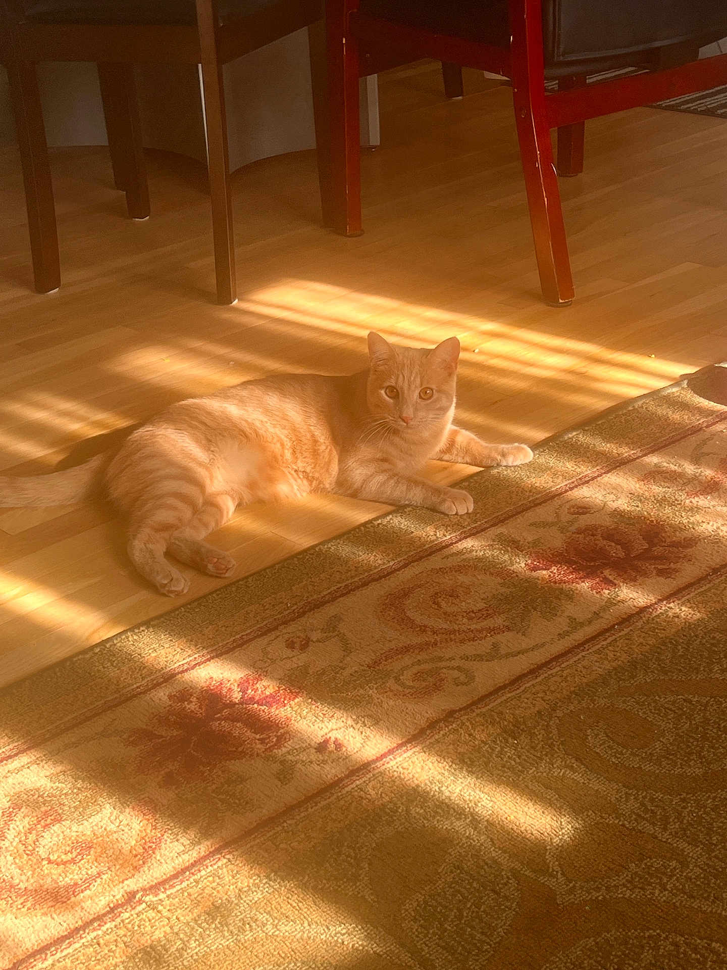 Dulce joined the competition — help win amazing prizes! cat, orange_tabby, sunlight, wooden_floor, rug, indoor, furniture, chair_legs, striped_light, pet, relaxed, home, cozy, animal, laying_down, domestic_cat, flooring, patterned_rug, warm_light, quiet